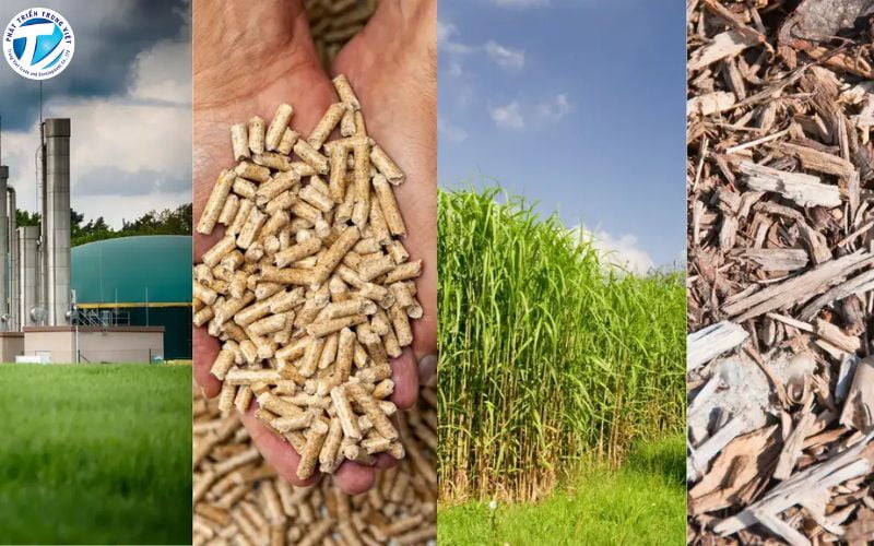 Năng lượng sinh khối (Biomass)